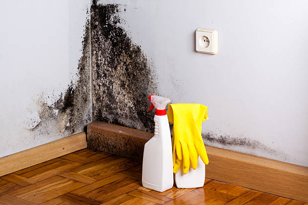 Best DIY Mold Remediation Support Services in Perryopolis, PA
